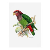 Der Papagei-Baureihe zwei von drei