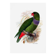 Der Papagei besteht aus drei Reihen