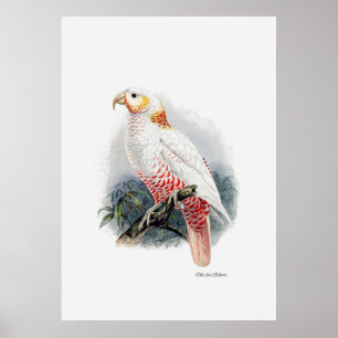 Der Papagei ist eine der drei Poster