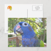Der Papagei Postkarte (Vorne/Hinten)
