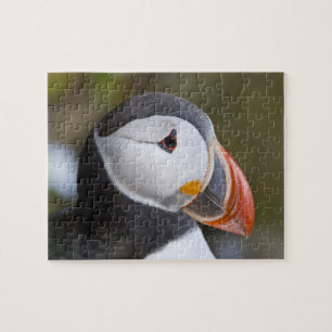 Der Papageitaucher, ein pelagischer Seevogel Puzzle