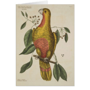 "Der Parrot des Paradieses"
