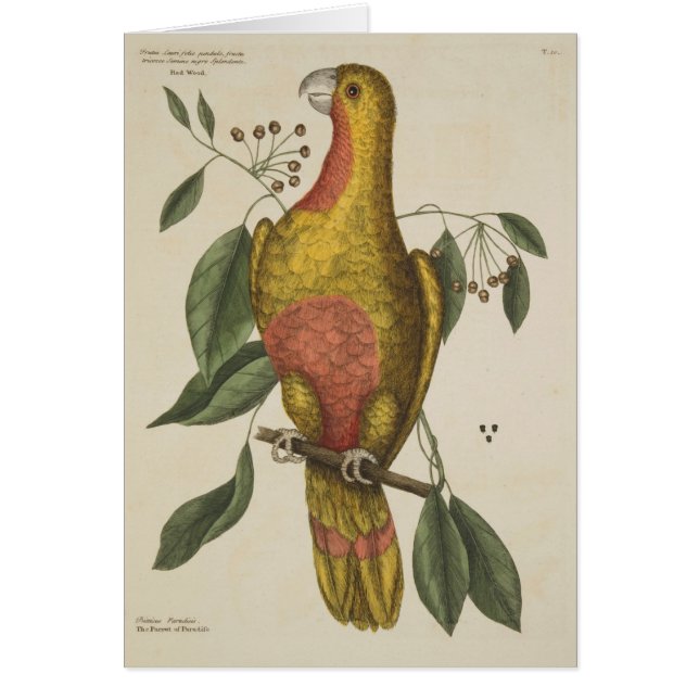 "Der Parrot des Paradieses" (Vorne)