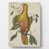 "Der Parrot des Paradieses" Fotoplatte (Vorderseite)