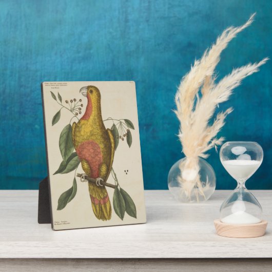 "Der Parrot des Paradieses" Fotoplatte (Seite)