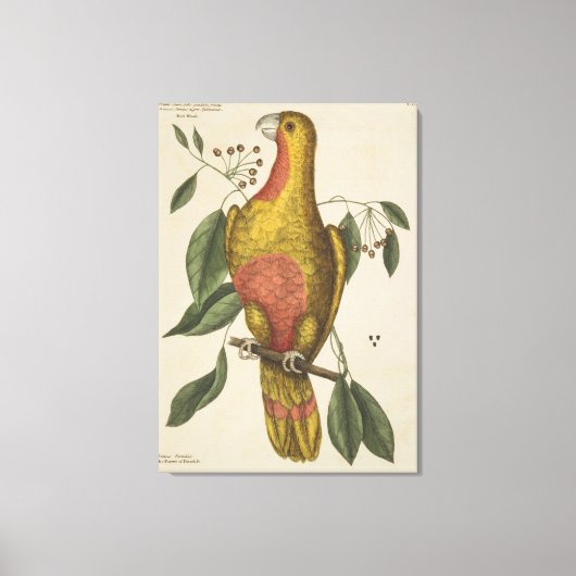 "Der Parrot des Paradieses" Leinwanddruck (Vorderseite)