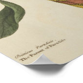 "Der Parrot des Paradieses" Poster (Ecke)