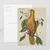 "Der Parrot des Paradieses" Postkarte (Vorne/Hinten)