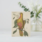 "Der Parrot des Paradieses" Postkarte (Stehend Vorderseite)