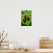Der Pecks Skipper Poster (Küche)
