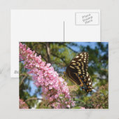 Der perfekte Schmetterling! Postkarte (Vorne/Hinten)