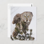 Der perschende Prinz.jpg Postkarte (Vorne/Hinten)