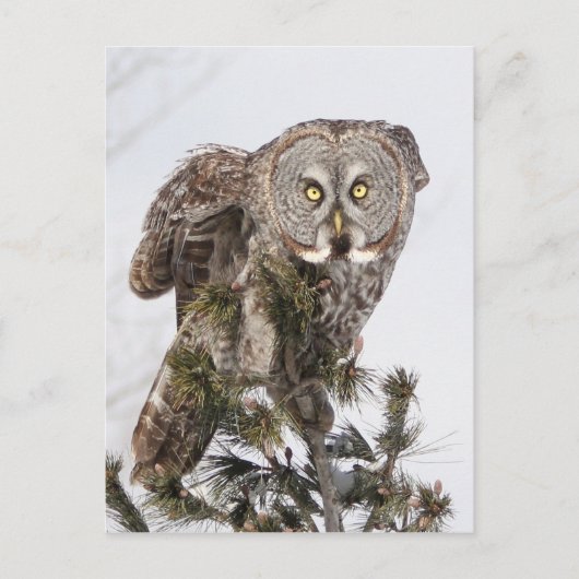 Der perschende Prinz.jpg Postkarte (Vorderseite)