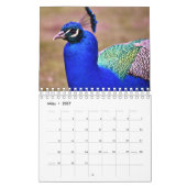 Der Pfau als Kalender (Mär 2027)