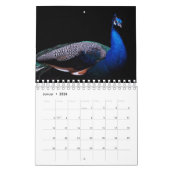 Der Pfau als Kalender (Jan 2026)
