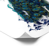Der Pfau Poster (Ecke)