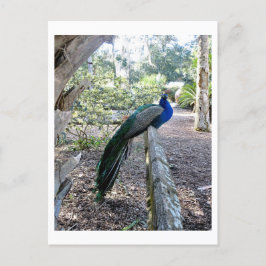 Der Pfau Postkarte