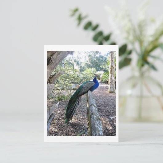 Der Pfau Postkarte (Stehend Vorderseite)