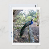 Der Pfau Postkarte (Vorne/Hinten)
