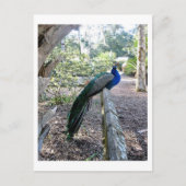 Der Pfau Postkarte (Vorderseite)