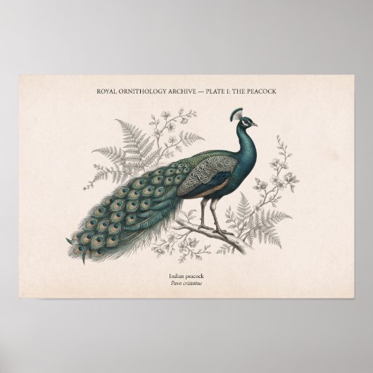 Der Pfau Vintage viktorianischer Pfau Poster (Vorne)