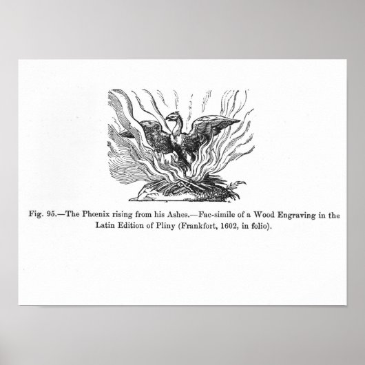 Der Phoenix, der aus seiner Asche aufsteigt Poster (Vorne)