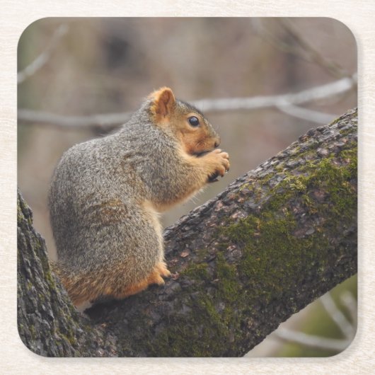 Der Preis des Eichhörnchens Rechteckiger Pappuntersetzer (Vorderseite)