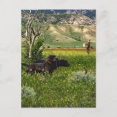 Der Pudelpointer Postkarte (Vorderseite)