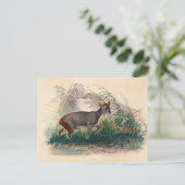 Der Pudu Deer von Joseph Wolf Postkarte (Stehend Vorderseite)