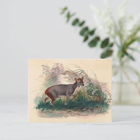 Der Pudu Deer von Joseph Wolf Postkarte (Stehend Vorderseite)