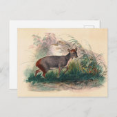 Der Pudu Deer von Joseph Wolf Postkarte (Vorne/Hinten)