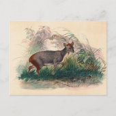 Der Pudu Deer von Joseph Wolf Postkarte (Vorderseite)