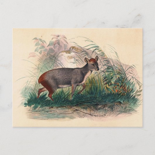 Der Pudu Deer von Joseph Wolf Postkarte (Vorderseite)
