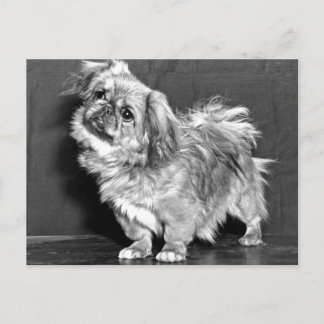 Der Quiz-Pekingeser Postkarte