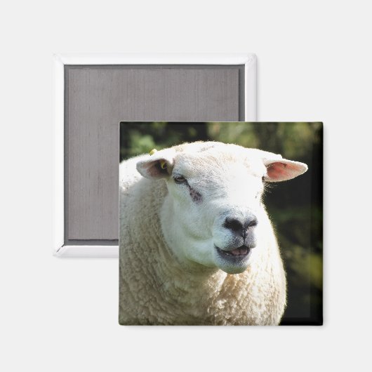 Der RAM Magnet (Vorderseite/Rückseite)