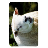 Der RAM Magnet (Vertikal)