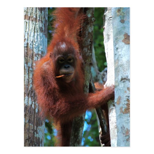 Der Redhead der Natur: der rote Affe Postkarte