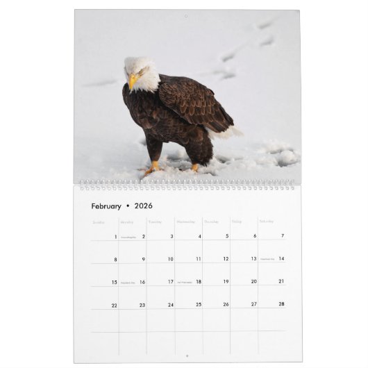 Der Regal Bald Eagle Kalender (Feb 2026)