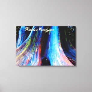 Der Regenbogen-Eukalyptus-Baum von Hawaii Leinwanddruck