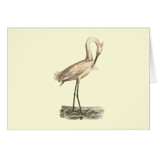 Der Reiher Weiß-mit Haube	(Ardea candidissima)