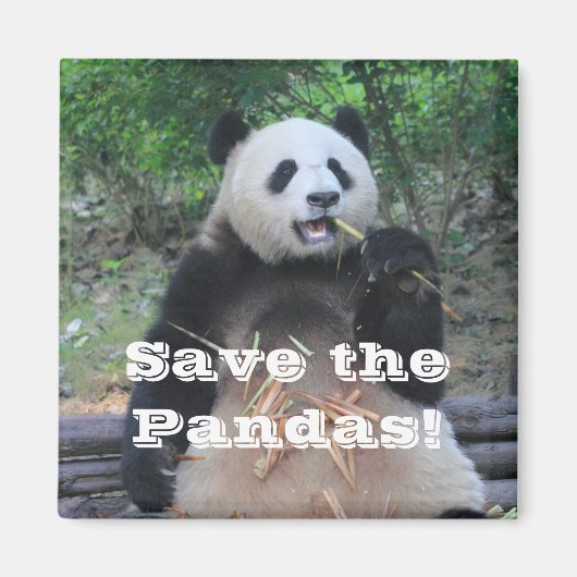 Der Riesenpandas Magnet gerettet (Vorne)