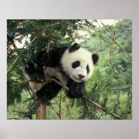Der riesige Panda-Kub klettert auf einen Baum, Wol Poster (Vorne)