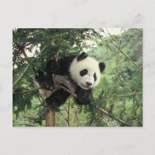 Der riesige Panda-Kub klettert auf einen Baum, Wol Postkarte (Vorderseite)