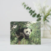 Der riesige Panda-Kub klettert auf einen Baum, Wol Postkarte (Stehend Vorderseite)