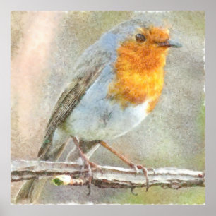 Der Robin ist eine Gabriel-Wasserfarbe Poster