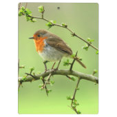 Der Robin Klemmbrett (Rückseite)