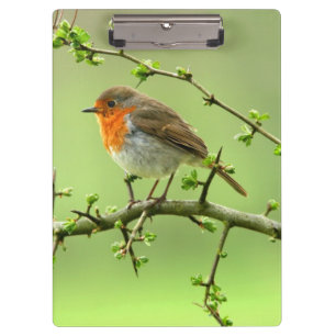 Der Robin Klemmbrett