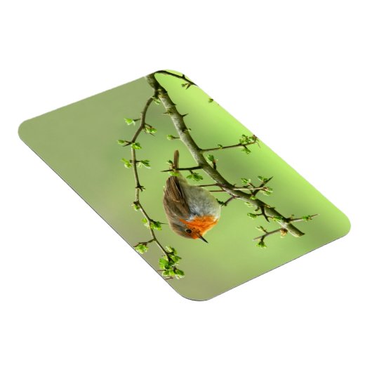 Der Robin Magnet (Rechte Seite)