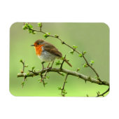 Der Robin Magnet (Horizontal)