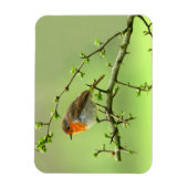 Der Robin Magnet (Vertikal)